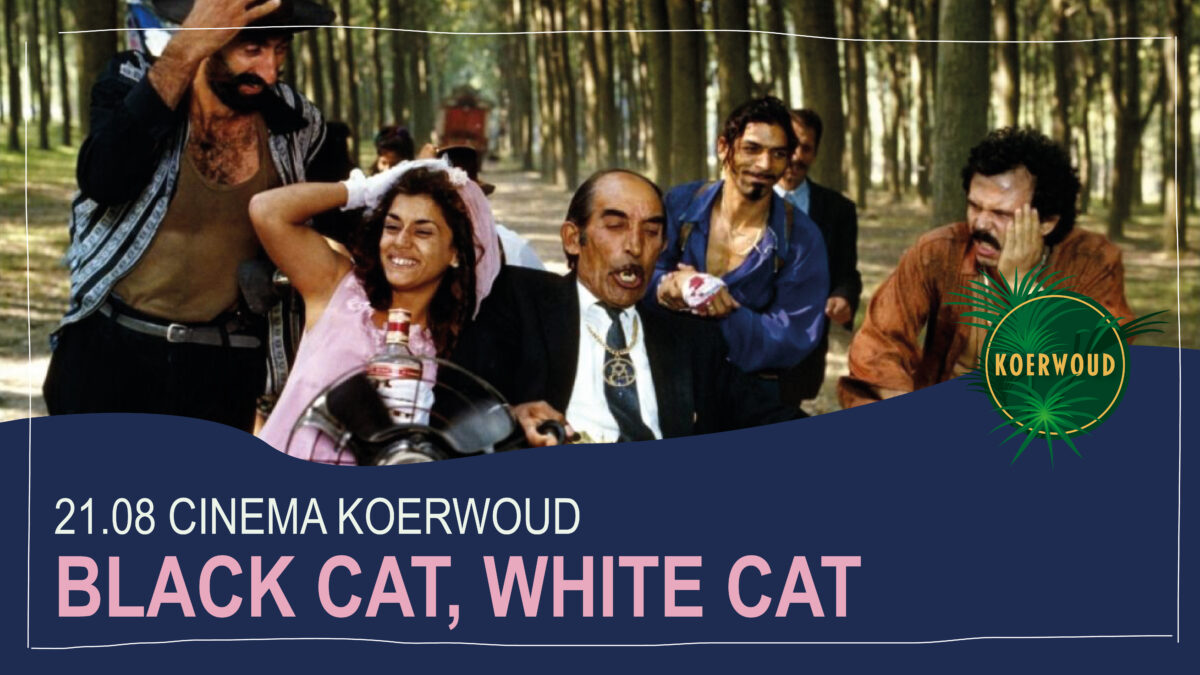 Cinema Koerwoud | Black Cat, White Cat