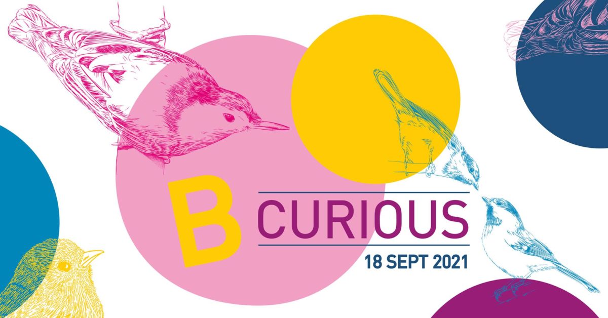 B Curious 2021 (çavaria)