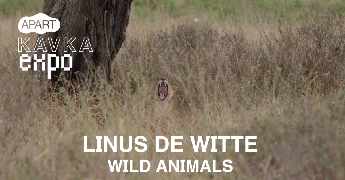 KAVKA EXPO | Linus De Witte | Wild Animals