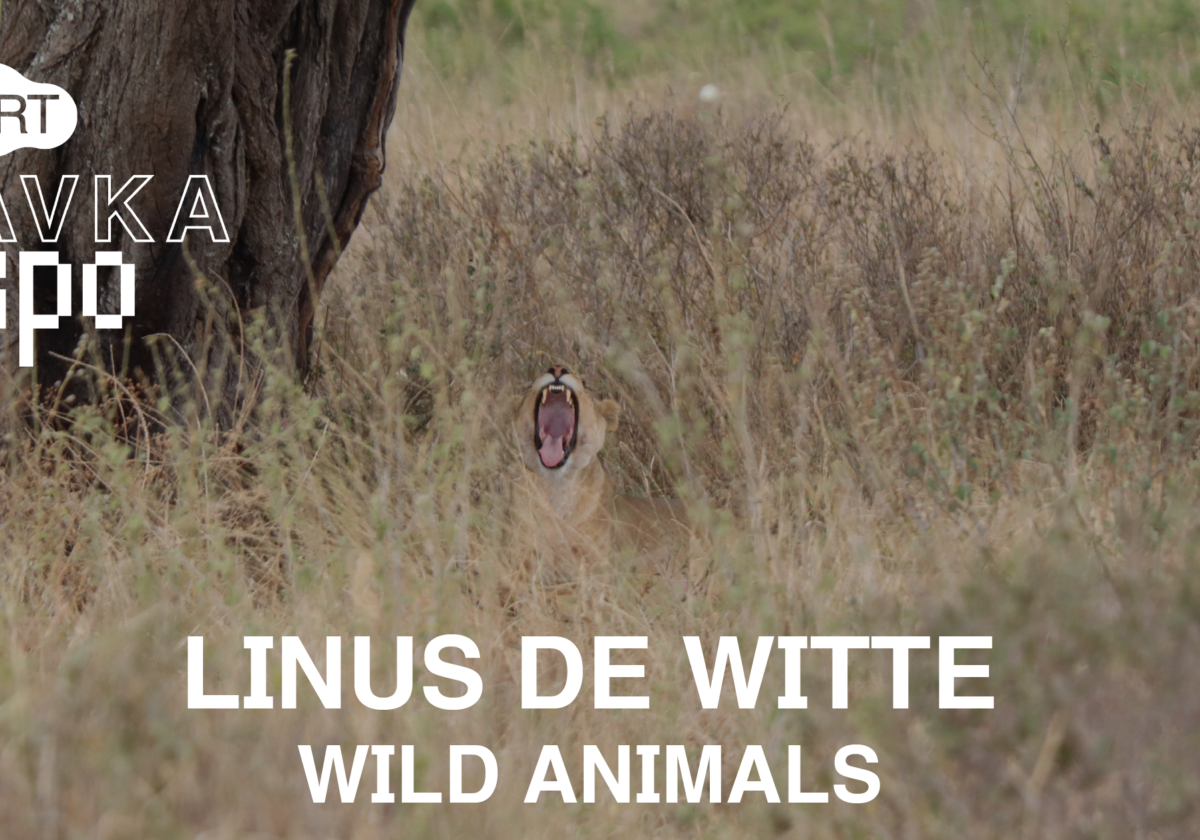 KAVKA EXPO | Linus De Witte | Wild Animals